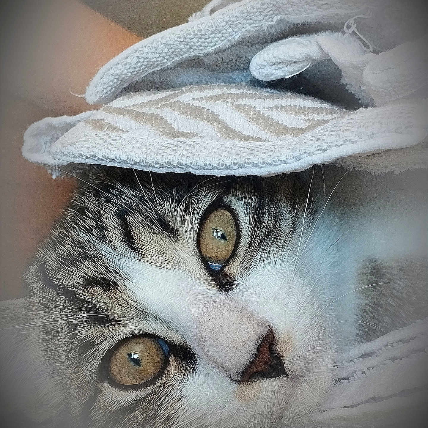 Binouse a rejoint le concours — aidez-le/la à gagner de superbes lots ! animal, blanket, cat, close_up, cozy, curious, cute, eyes, face, fur, indoor, pet, portrait, resting, soft, striped, tabby, texture, whiskers, white