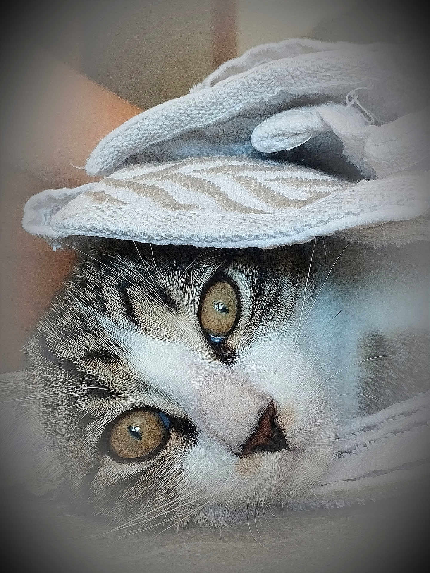Binouse a rejoint le concours — aidez-le/la à gagner de superbes lots ! cat, close_up, animal, pet, fur, whiskers, eyes, texture, blanket, soft, cozy, cute, indoor, portrait, resting, curious, face, tabby, white, striped
