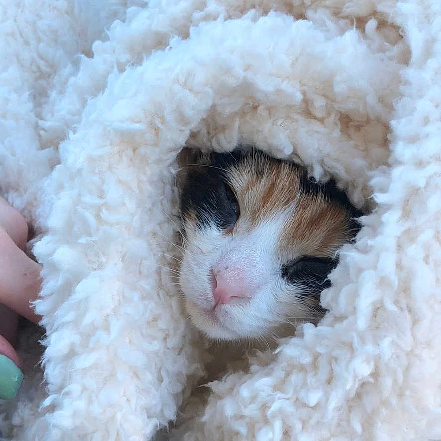 Sasafras is registered to the contest to win money with this photo: cat, blanket, cozy, fur, sleepy, animal, pet, indoor, car_interior, soft, texture, warm, cute, face, resting, wrapped, calm, comfort, fur_pattern, closeup