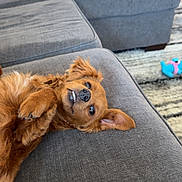 Onix joined the competition — help win amazing prizes! animal, brown_dog, canine, carpet, couch, cozy, cute, dog, ear, fur, furniture, home, indoor, living_room, paw, pet, playful, relaxed, smile, toy