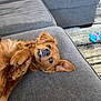 animal, brown_dog, canine, carpet, couch, cozy, cute, dog, ear, fur, furniture, home, indoor, living_room, paw, pet, playful, relaxed, smile, toy