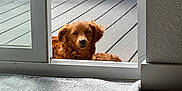 Onix is registered to the contest to win money with this photo: animal, brown_dog, carpet, daylight, deck, dog, door_frame, fur, home, house, indoor, outdoor, pet, quiet, relaxed, resting, sliding_door, sunlight, window, wooden_floor