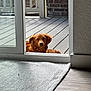 animal, brown_dog, carpet, daylight, deck, dog, door_frame, fur, home, house, indoor, outdoor, pet, quiet, relaxed, resting, sliding_door, sunlight, window, wooden_floor