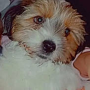 Marley a rejoint le concours — aidez-le/la à gagner de superbes lots ! animal, blanket, brown_fur, cozy, cute, dog, eyes, face, fluffy, fur, hand, holding, indoors, pet, portrait, puppy, snout, soft, white_fur, young_dog