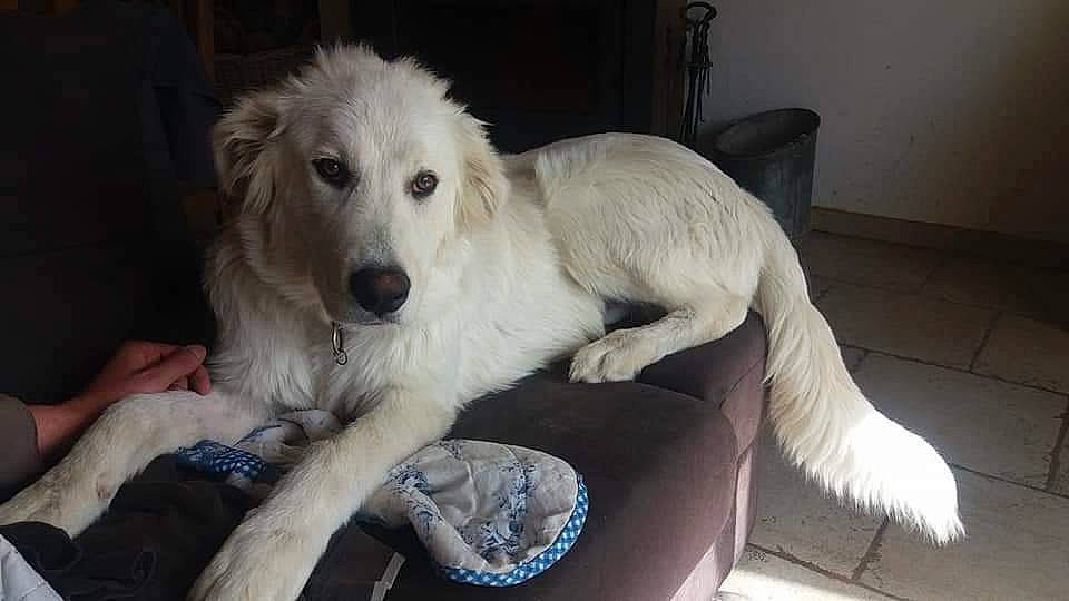 Nours participe au concours pour gagner de l'argent avec cette photo : canidae, carnivore, chair, companion_dog, dog, dog_breed, fur, sporting_group, terrestrial_animal