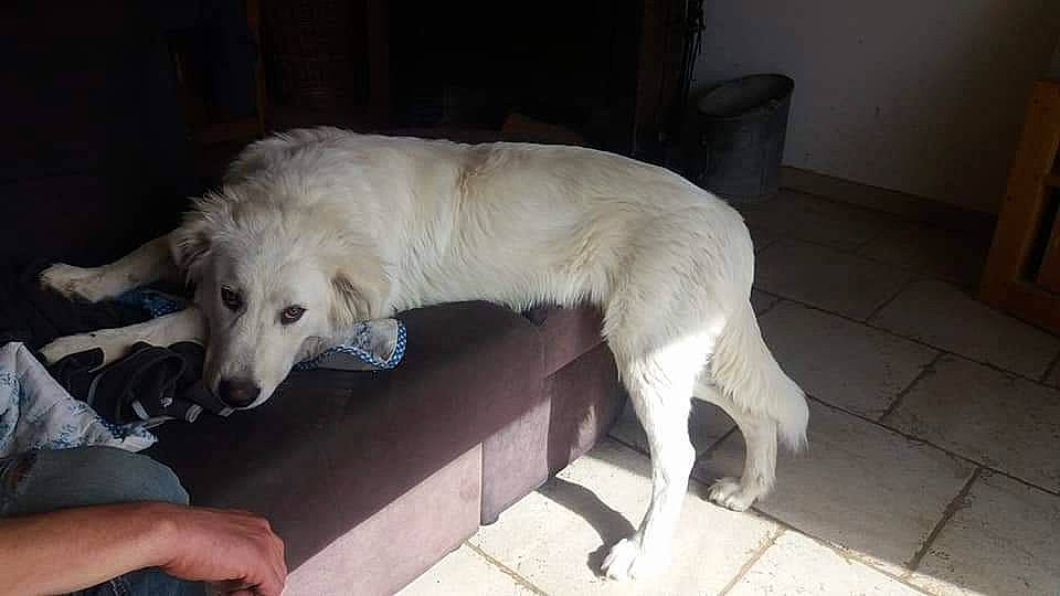 Nours a rejoint le concours — aidez-le/la à gagner de superbes lots ! carnivore, companion_dog, dog, dog_breed, flooring, fur, plant, sporting_group, tail, terrestrial_animal