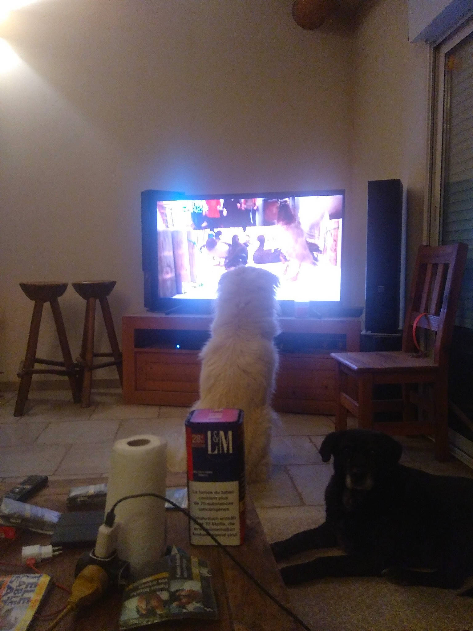 Nours a rejoint le concours — aidez-le/la à gagner de superbes lots ! art, building, carnivore, companion_dog, display_device, dog, entertainment, event, floor, flooring, hardwood, home_appliance, house, lighting, living_room, picture_frame, stool, television, television_set, wood