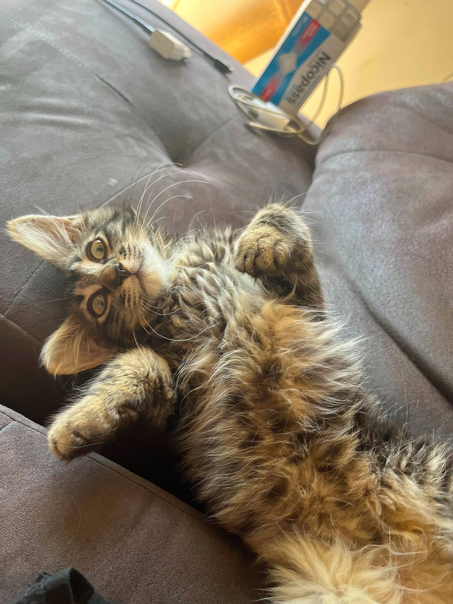 Mimi a rejoint le concours — aidez-le/la à gagner de superbes lots ! carnivore, cat, claw, comfort, domestic_short_haired_cat, fawn, felidae, fur, human_leg, mammal, nap, paw, sleep, small_to_medium_sized_cats, snout, tail, vertebrate, whiskers