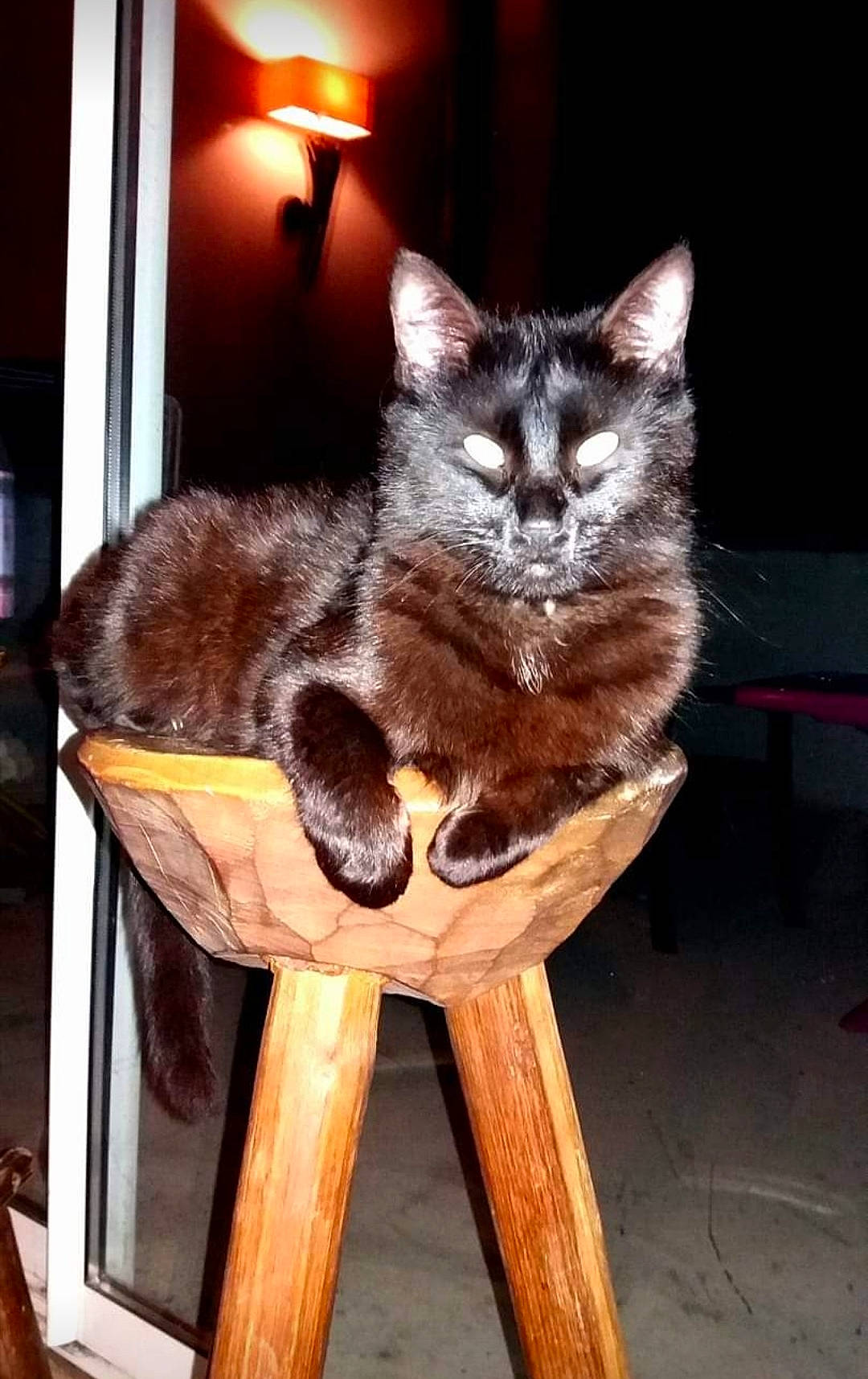 Ratamiaou participe au concours pour gagner de l'argent avec cette photo : carnivore, cat, cat_supply, chair, claw, domestic_short_haired_cat, fawn, felidae, flooring, flowerpot, fur, houseplant, sitting, small_to_medium_sized_cats, snout, tail, whiskers, window, wood, wood_stain