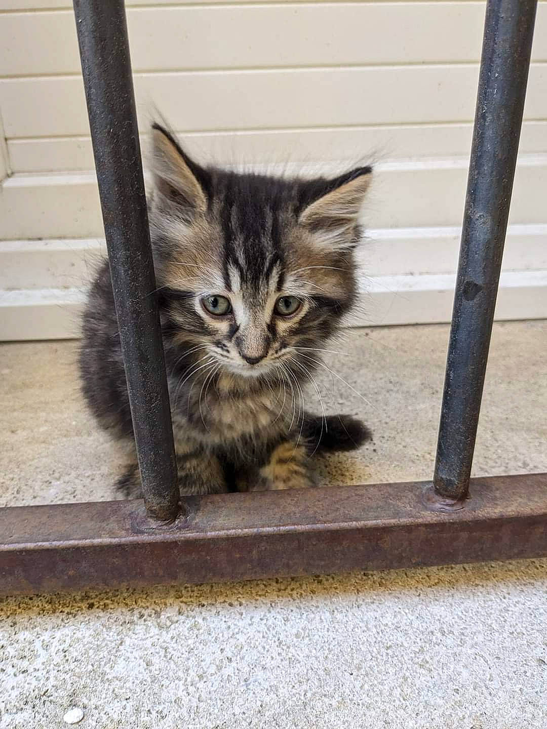 Ratamiaou participe au concours pour gagner de l'argent avec cette photo : carnivore, cat, claw, domestic_short_haired_cat, felidae, flooring, fur, paw, road_surface, sitting, small_to_medium_sized_cats, snout, tail, terrestrial_animal, whiskers, window, wood