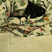 Hera joined the competition — help win amazing prizes! cat, black_and_white_cat, blanket, floral_pattern, pinecone_pattern, berry_pattern, cozy, sleeping, pet, fur, paw, bed, soft, indoor, resting, cute, animal, domestic_animal, wrapped, nap