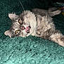 cat, tabby, gray_cat, lying_down, tongue_out, fluffy, pet, indoor, blanket, cozy, cute, feline, whiskers, relaxed, fur, close_up, yellow_eyes, playful, sleepy, domestic_animal