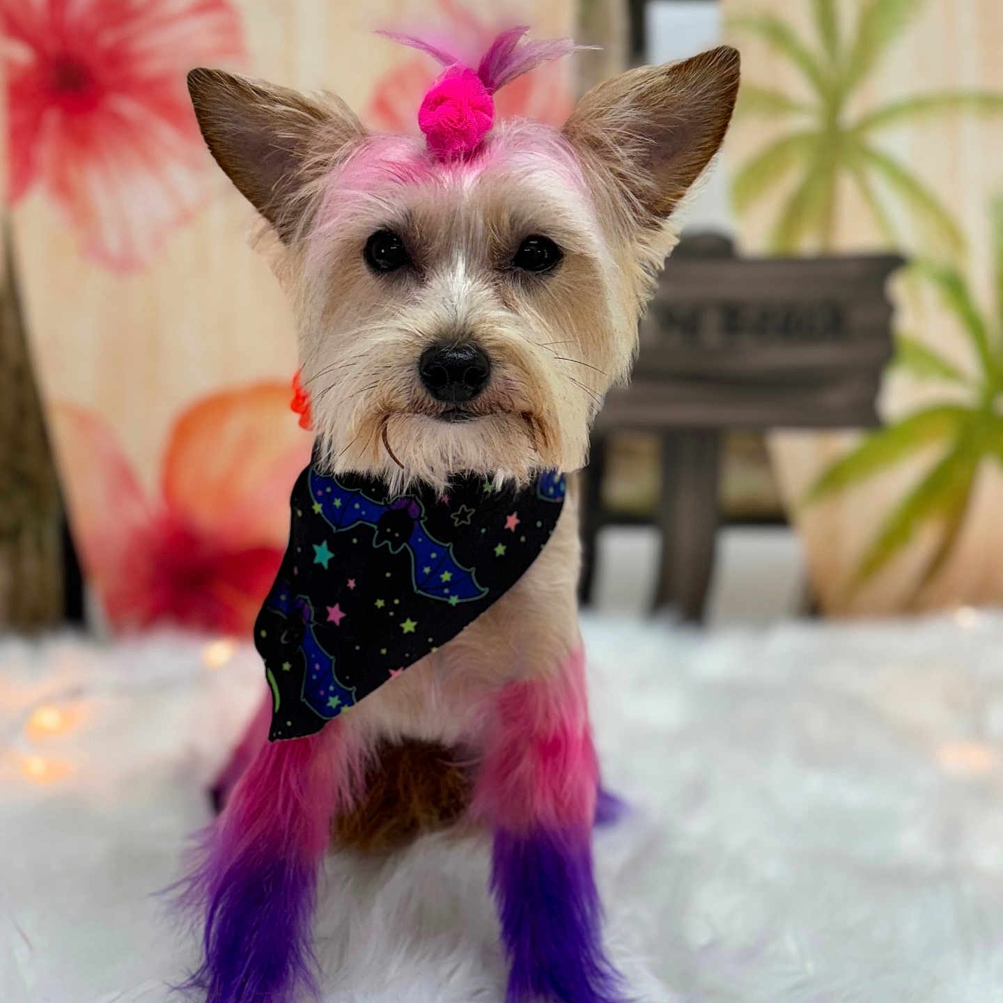 Rosie joined the competition — help win amazing prizes! accessories, animal, canine, dog, face, flower, flowerarrangement, formalwear, head, headband, person, pet, photography, plant, pottedplant, puppy, purple, terrier, tie, whitedog