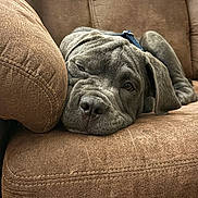 Zuko is registered to the contest to win money with this photo: puppy, dog, sleeping, brown_couch, cozy, resting, canine, pet, fur, closeup, indoor, adorable, relaxed, animal, snout, ears, texture, soft, home, comfort