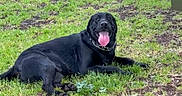 Grim joined the competition — help win amazing prizes! animal, black_dog, canine, collar, dog, domestic_animal, field, friendly, fur, grass, happy, lying_down, mammal, nature, outdoor, pet, playful, resting, summer, tongue_out