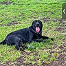 animal, black_dog, canine, collar, dog, domestic_animal, field, friendly, fur, grass, happy, lying_down, mammal, nature, outdoor, pet, playful, resting, summer, tongue_out