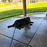 Grim is registered to the contest to win money with this photo: animal, bench, black_dog, concrete, daytime, dog, grass, leash, licking, nature, outdoor, park, pavilion, people, pet, resting, shade, sidewalk, sunlight, trees