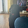 Grim is registered to the contest to win money with this photo: black_dog, blue_jeans, casual, coffee_table, curtains, dog, door, floor, furniture, home, indoor, living_room, person_on_tv, shadow, silhouette, television, tongue_out, white_shoes, window_light, wooden_floor