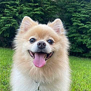 Suga joined the competition — help win amazing prizes! animal, canine, collar, cute, daylight, dog, fluffy, fur, garden, grass, greenery, happy, nature, outdoor, pet, pomeranian, small_dog, smiling, tag, tongue_out