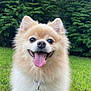 animal, canine, collar, cute, daylight, dog, fluffy, fur, garden, grass, greenery, happy, nature, outdoor, pet, pomeranian, small_dog, smiling, tag, tongue_out