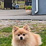 Suga joined the competition — help win amazing prizes! animal, backyard, building, calm, dog, downspout, face, fence, flower_pot, fur, grass, grill, outdoor, pet, plant, pomeranian, propane_tank, small_dog, sunset, yard