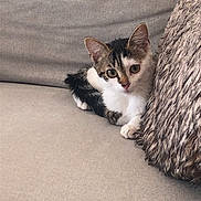 Barling a rejoint le concours — aidez-le/la à gagner de superbes lots ! kitten, cat, pet, sofa, cushion, furry, indoor, cute, small, animal, relaxing, cozy, whiskers, tabby, white, brown, black, young, feline, resting