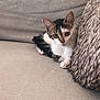 animal, black, brown, cat, cozy, cushion, cute, feline, furry, indoor, kitten, pet, relaxing, resting, small, sofa, tabby, whiskers, white, young