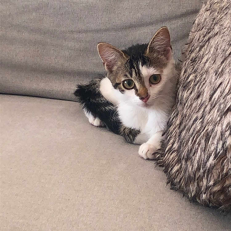 Barling a rejoint le concours — aidez-le/la à gagner de superbes lots ! animal, black, brown, cat, cozy, cushion, cute, feline, furry, indoor, kitten, pet, relaxing, resting, small, sofa, tabby, whiskers, white, young