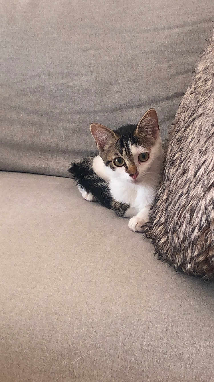 Barling a rejoint le concours — aidez-le/la à gagner de superbes lots ! kitten, cat, pet, sofa, cushion, furry, indoor, cute, small, animal, relaxing, cozy, whiskers, tabby, white, brown, black, young, feline, resting