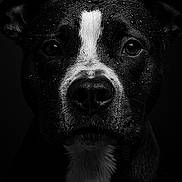 Tokyo a rejoint le concours — aidez-le/la à gagner de superbes lots ! animal, black_and_white, canine, close_up, dark_background, detail, dog, ears, expression, fur, monochrome, muzzle, nose, pet, portrait, studio_lighting, texture, water_droplets, wet_fur, whiskers