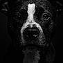 Tokyo participe au concours pour gagner de l'argent avec cette photo : animal, black_and_white, canine, close_up, dark_background, detail, dog, ears, expression, fur, monochrome, muzzle, nose, pet, portrait, studio_lighting, texture, water_droplets, wet_fur, whiskers
