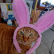 Percy joined the competition — help win amazing prizes! cat, orange_tabby, bunny_ears, pink, costume, indoor, pet, feline, animal, face, whiskers, fur, eyes, chair, quilt, spray_bottle, walker, curtains, carpet, home