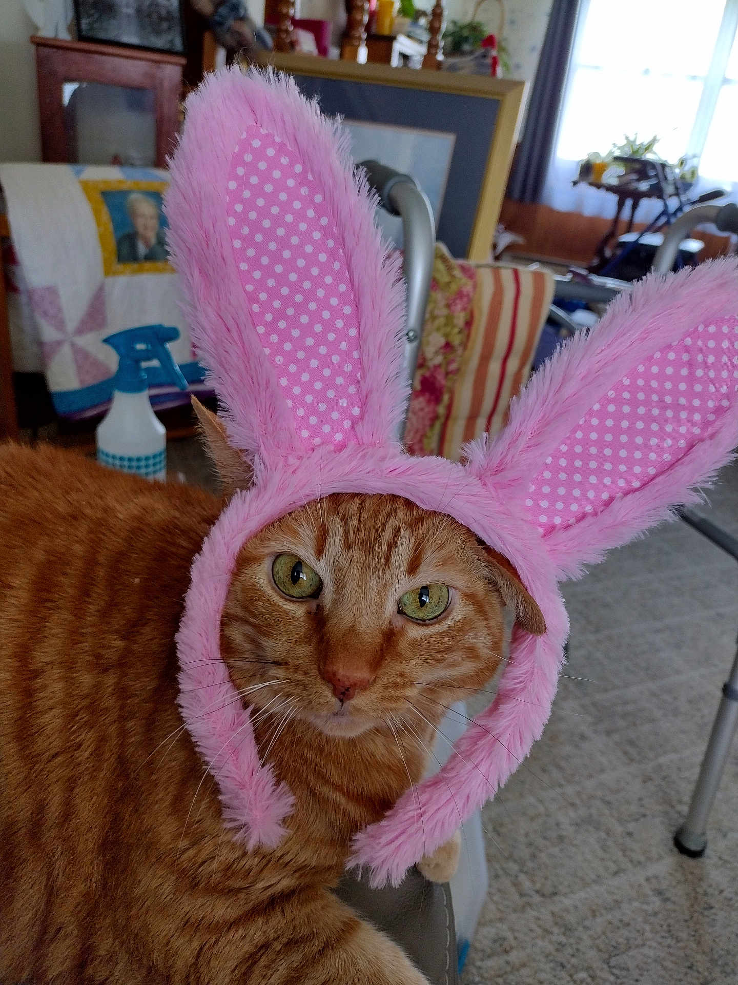 Percy joined the competition — help win amazing prizes! cat, orange_tabby, bunny_ears, pink, costume, indoor, pet, feline, animal, face, whiskers, fur, eyes, chair, quilt, spray_bottle, walker, curtains, carpet, home