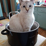 Lucy is registered to the contest to win money with this photo: cat, crock_pot, kitchen, table, indoor, pet, animal, curious, white_cat, feline, household, appliance, domestic, fur, ears, eyes, sitting, looking, cozy, background