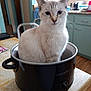 cat, crock_pot, kitchen, table, indoor, pet, animal, curious, white_cat, feline, household, appliance, domestic, fur, ears, eyes, sitting, looking, cozy, background
