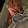 dog, sleeping, blanket, hand, ring, cozy, brown_dog, person, fleece, warm, resting, indoor, soft_texture, comfort, cuddle, pet, nap, fur, closeup, relaxation