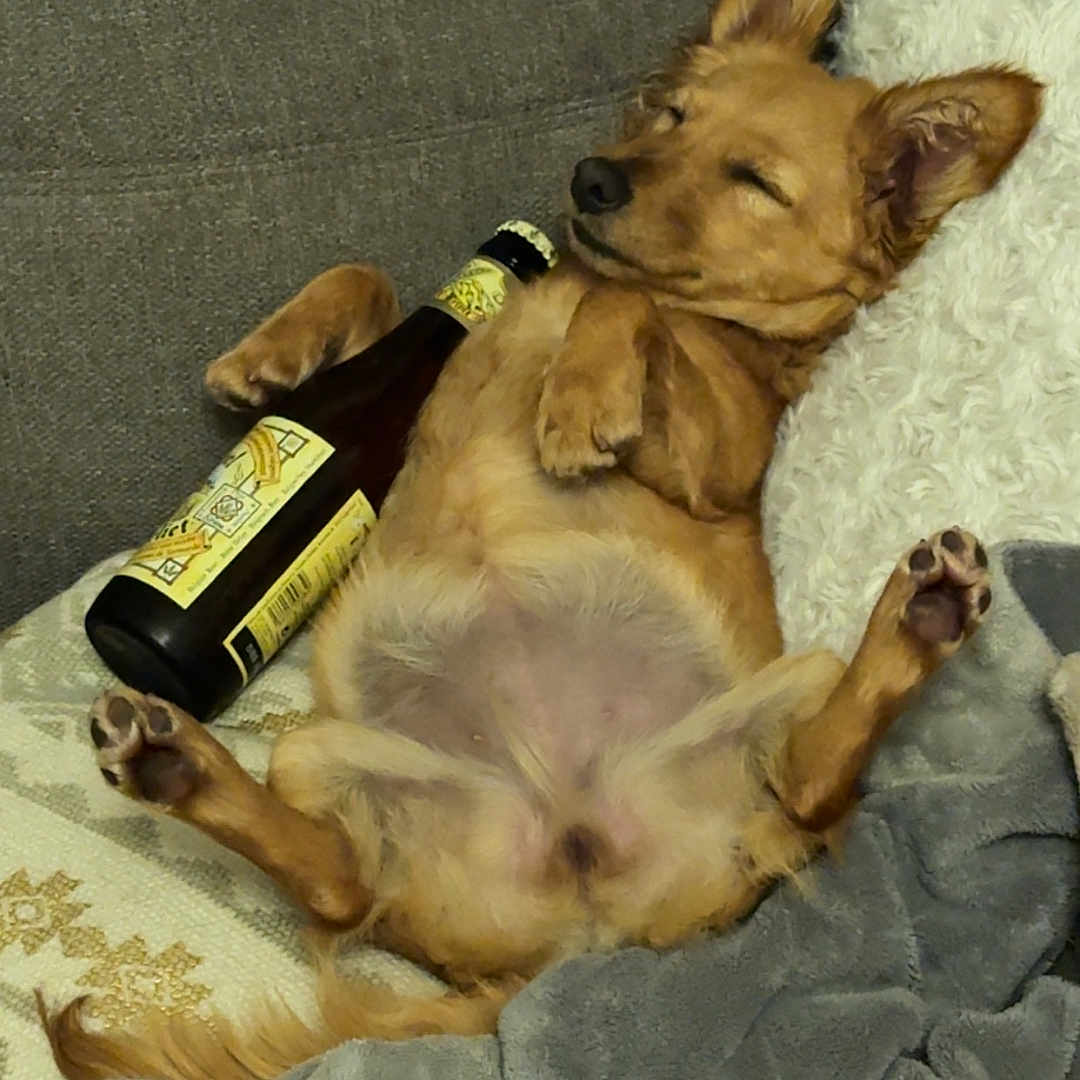 Vicky a rejoint le concours — aidez-le/la à gagner de superbes lots ! animal, beer_bottle, blanket, companion, couch, cozy, cute, dog, ears, fur, home, indoor, nose, paw, pet, pillow, relaxed, resting, sleeping, small_dog