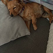 Vicky participe au concours pour gagner de l'argent avec cette photo : dog, sleeping, couch, pillow, blanket, pet, relaxed, cozy, indoor, fur, ears, collar, resting, domestic_animal, snout, canine, comfort, home, animal, napping