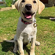 Molly joined the competition — help win amazing prizes! dog, puppy, labrador, yellow_labrador, grass, outdoor, sunny, collar, tag, pet, animal, cute, happy, tongue_out, sitting, yard, summer, front_view, canine, playful
