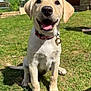 dog, puppy, labrador, yellow_labrador, grass, outdoor, sunny, collar, tag, pet, animal, cute, happy, tongue_out, sitting, yard, summer, front_view, canine, playful