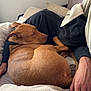 dog, brown_dog, sleeping, couch, blanket, pillow, person, hand, hoodie, scarf, cozy, indoor, resting, fur, pet, nap, relaxation, comfort, animal, companion