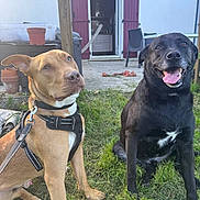 Aki a rejoint le concours — aidez-le/la à gagner de superbes lots ! dog, grass, backyard, house, door, open_door, harness, black_dog, brown_dog, pet, animal, outdoor, happy, tongue_out, sitting, leash, garden, sunlight, fence, chair