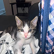 Luna is registered to the contest to win money with this photo: kitten, cat, paw, blanket, fabric, indoor, furniture, couch, closeup, pet, young, curious, animal, whiskers, ears, eyes, face, pink_nose, domestic, soft