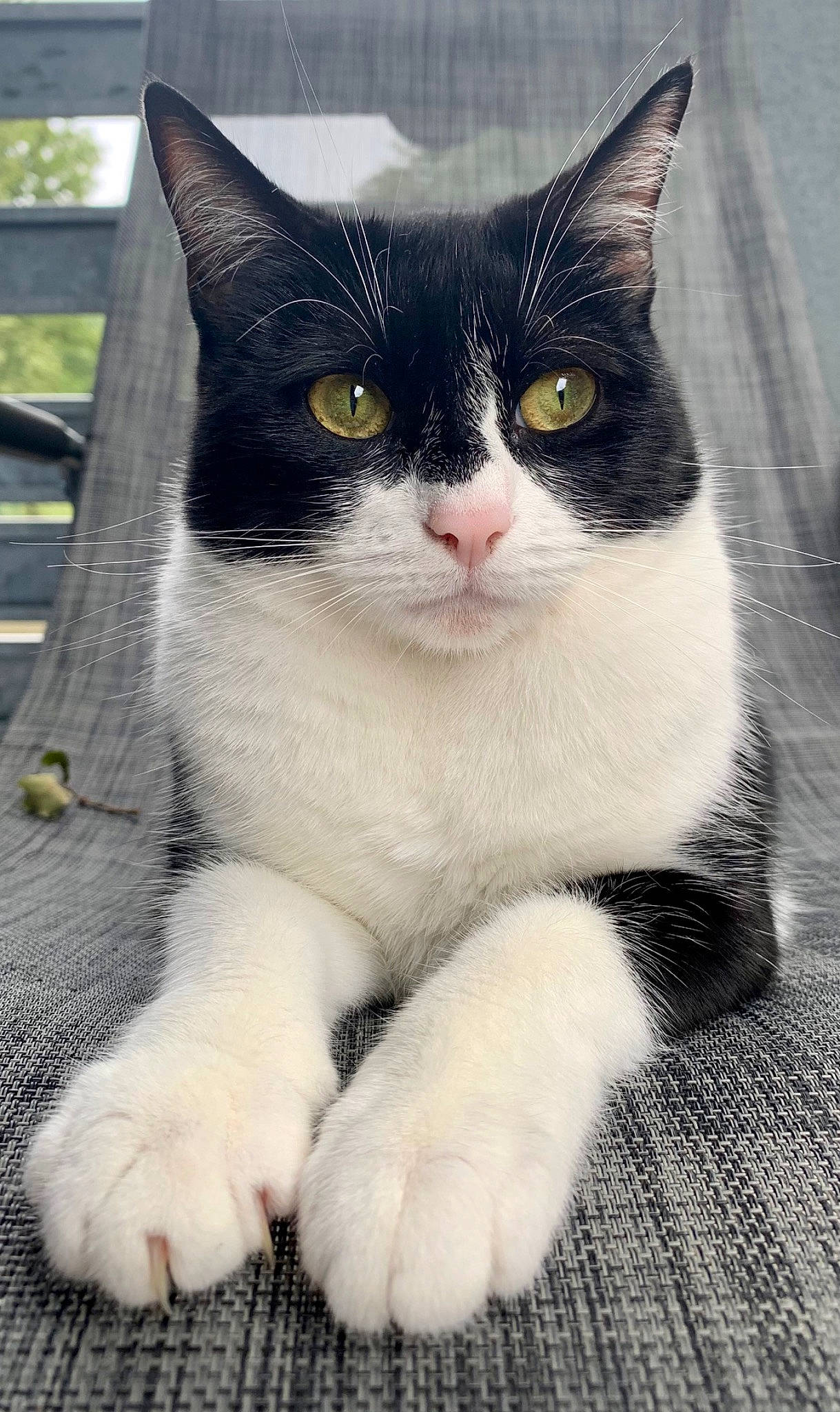 Papaye participe au concours pour gagner de l'argent avec cette photo : box, carnivore, cat, claw, domestic_short_haired_cat, eye, felidae, foot, fur, grey, head, iris, monochrome_photography, paw, small_to_medium_sized_cats, snout, tail, terrestrial_animal, whiskers, window