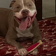 Bear joined the competition — help win amazing prizes! dog, smiling, tongue_out, pet, indoor, blanket, toy, brown, white, happy, canine, paw, floor, fur, animal, cute, resting, playful, house, comfort