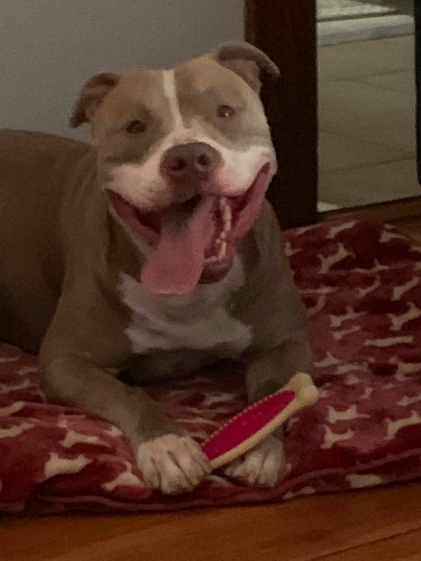 Bear joined the competition — help win amazing prizes! dog, smiling, tongue_out, pet, indoor, blanket, toy, brown, white, happy, canine, paw, floor, fur, animal, cute, resting, playful, house, comfort