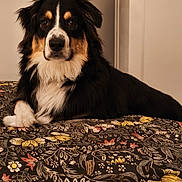 Aîko participe au concours pour gagner de l'argent avec cette photo : dog, tricolor, bed, floral_pattern, indoor, pet, animal, fur, canine, resting, portrait, looking_at_camera, cozy, domestic, house, comfort, black_fur, white_fur, brown_fur, animal_portrait