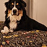 dog, tricolor, bed, floral_pattern, indoor, pet, animal, fur, canine, resting, portrait, looking_at_camera, cozy, domestic, house, comfort, black_fur, white_fur, brown_fur, animal_portrait