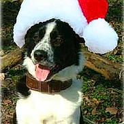 Falko participe au concours pour gagner de l'argent avec cette photo :