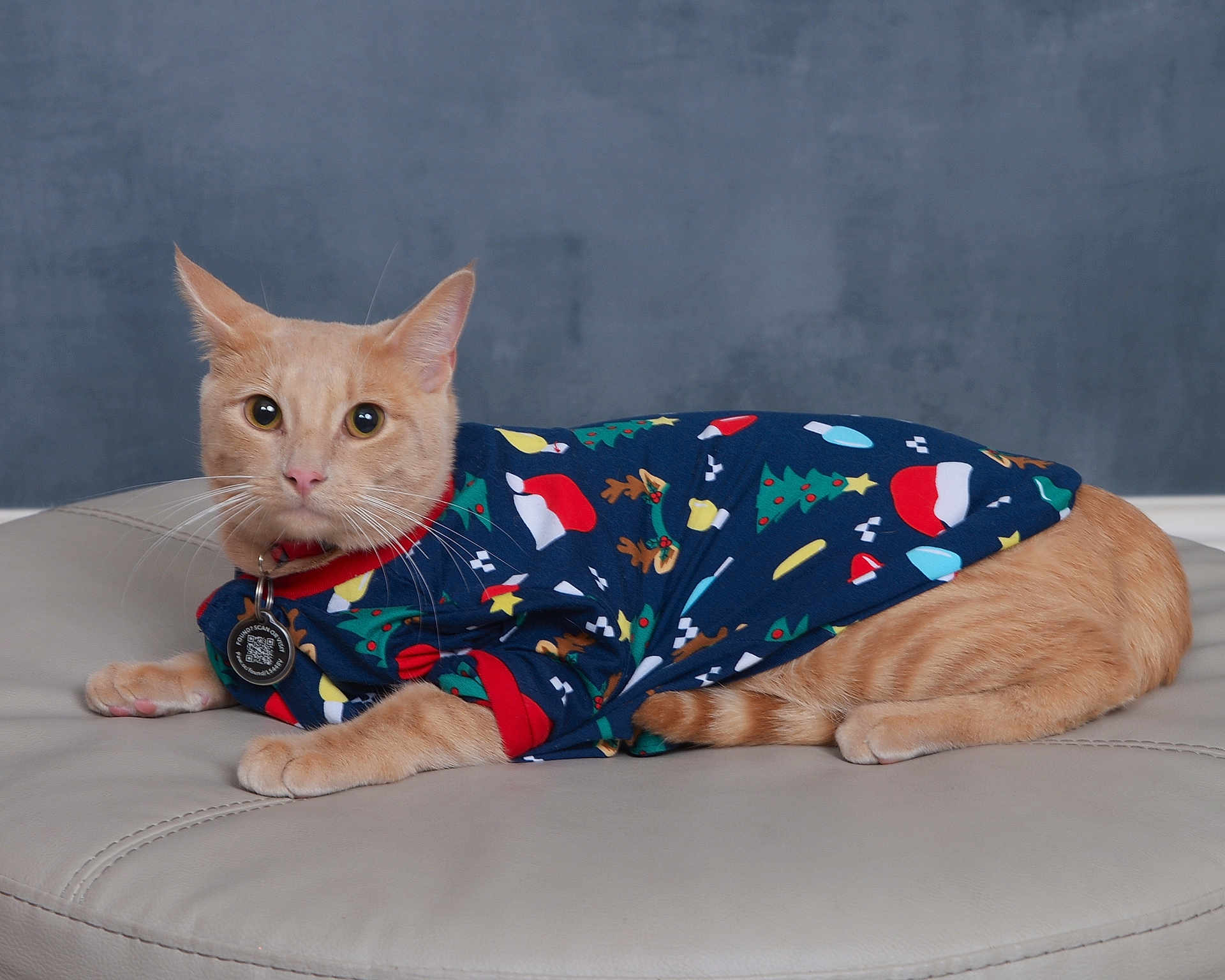 Mittens is registered to the contest to win money with this photo: cat, orange_tabby, pet, animal, christmas_sweater, holiday, festive, cushion, indoor, feline, whiskers, ears, alert, cozy, cute, portrait, lying_down, collar, tag, background